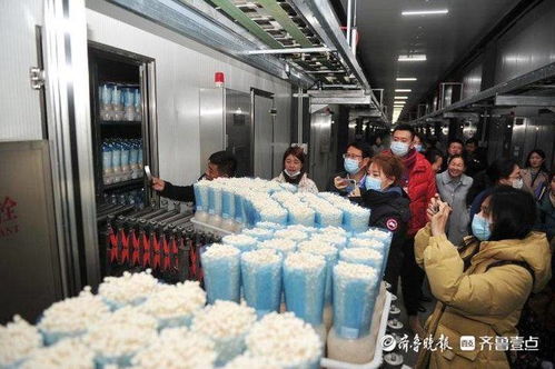 小蘑菇撬動大財富，虛擬就業與生物科技共筑鄒城脫貧路